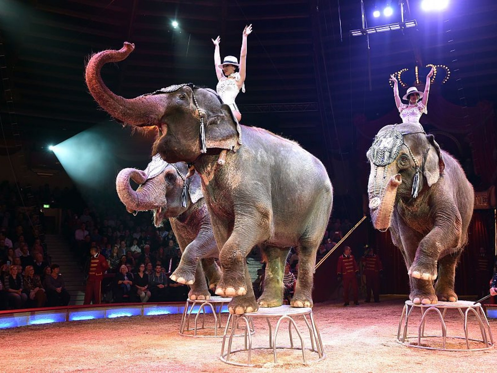 Elephants Used in a Circus